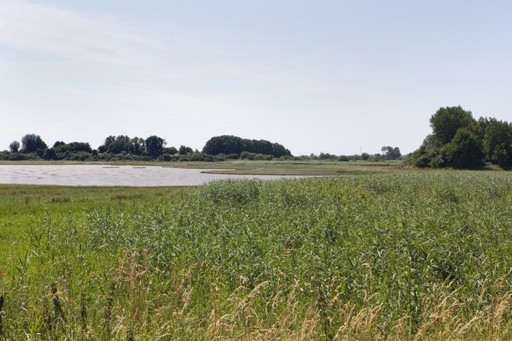 Shannon Estuary, Shannon, Clare, Ireland, July 2026