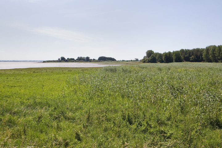 Shannon Estuary, Shannon, Clare, Ireland, July 2026